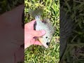 Bluegill fishing #fishing #bluegill #blugigi