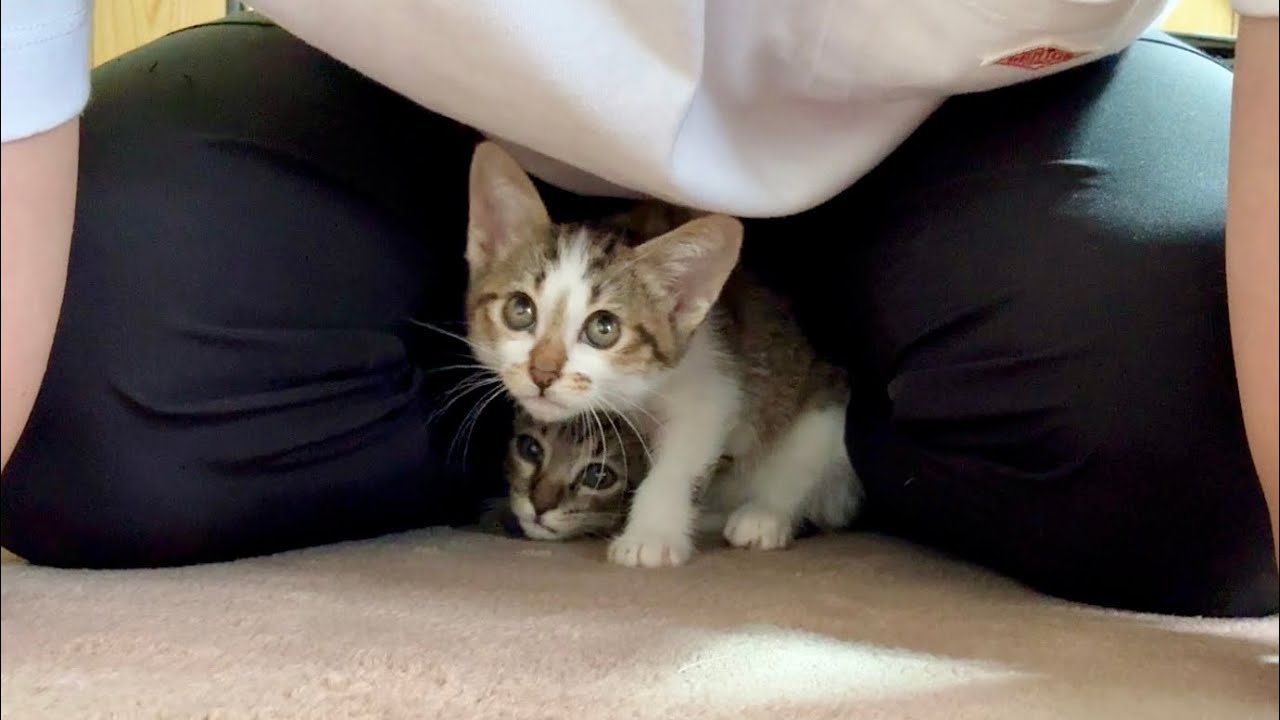 僕を親と思って懐に潜り込んでくる保護子猫 - YouTube