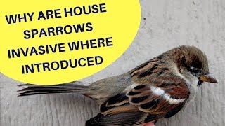 Why are House Sparrows an Invasive Species Where Introduced 2018