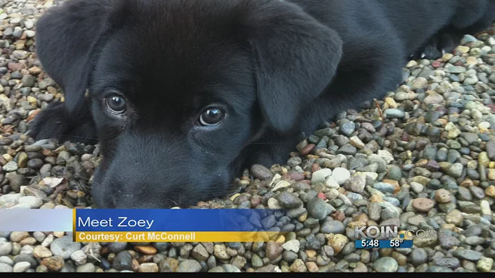 Pet Walk Forecast - August 7, 2014 "Zoey"