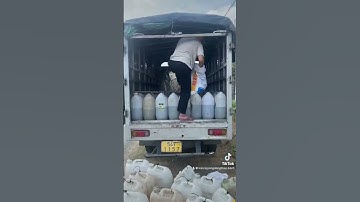 Cá sặc rằn giống. #trại_cá_giống_út_me #cá_giống #cá_giống_toàn_quốc #casacran 0909770509