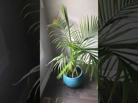 Video: Yellowing Majesty Palm: Why Is My Majesty Palm Turning Yellow