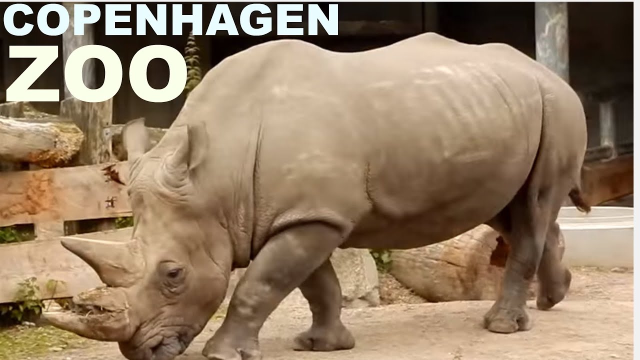 Copenhagen Zoo 2015