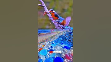 De charme van Batu Beach met prachtige vogels