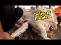 Assisting with a Baby Goat BIRTH in the village  | Village people helping a goat to give birth |