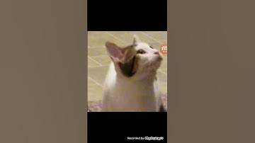 Pop Cat Original Part 2