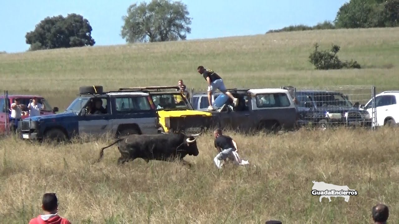1º Encierro Campero con 4 toros 23-09-2023(Pozo de Guadalajara)GuadaEncierros