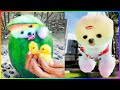 TikTok&#39;s Funniest and Cutest Pomeranian and Cat Compilation 😍😻 #473
