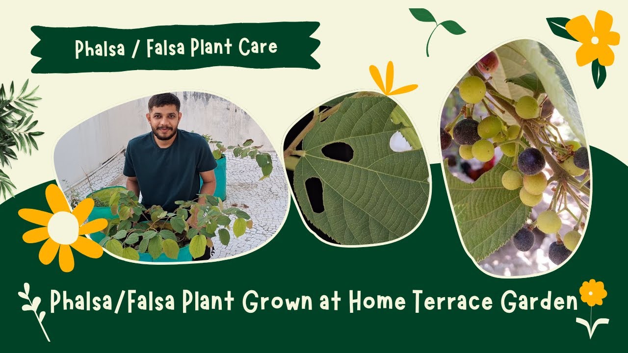 Phalsa or Falsa Plant Grow at Home Terrace Garden