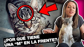 ¿Qué significa la M en la frente de un gato?