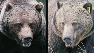 Showdown between two of Banff's biggest grizzlies