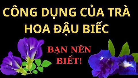 Trà hoa đậu biếc có công dụng gì? | 5 phút sẻ chia