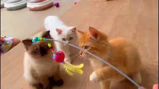 Adorable Kitten Playtime Fun Moments with Cute Kittens