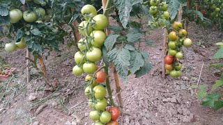 Forma correcta de podar una tomatera