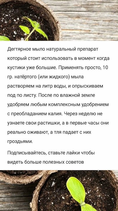 Обильный урожай гарантирован! Дегтярное мыло от тли на рассаде оживляет ...