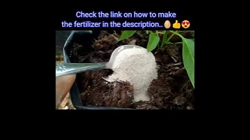 How to process egg shells into fertilizer | fertilizer for any plant