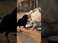 कौवे इंसानों के बारे में क्या सोचते होंगे?”