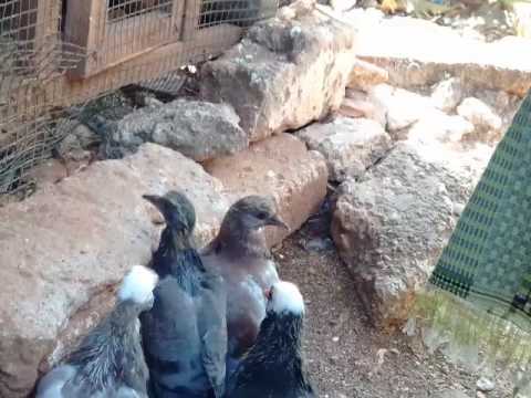 Tehnik cara memilih burung  merpati  yang  bagus  sejak usia 