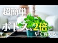 【ポトスの葉を大きく育てる】成長スピードを2倍に上げる簡単テク