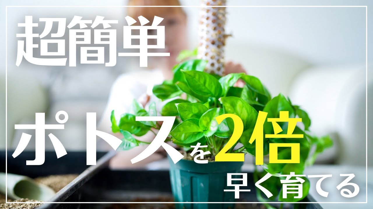 【ポトスの葉を大きく育てる】成長スピードを2倍に上げる簡単テク
