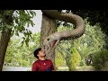 Anaconda snake in real life part 1  huzi films