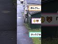 クマがみんな驚いて逃げるクマならいいのにな… #2ちゃんまとめ #animals #2ch