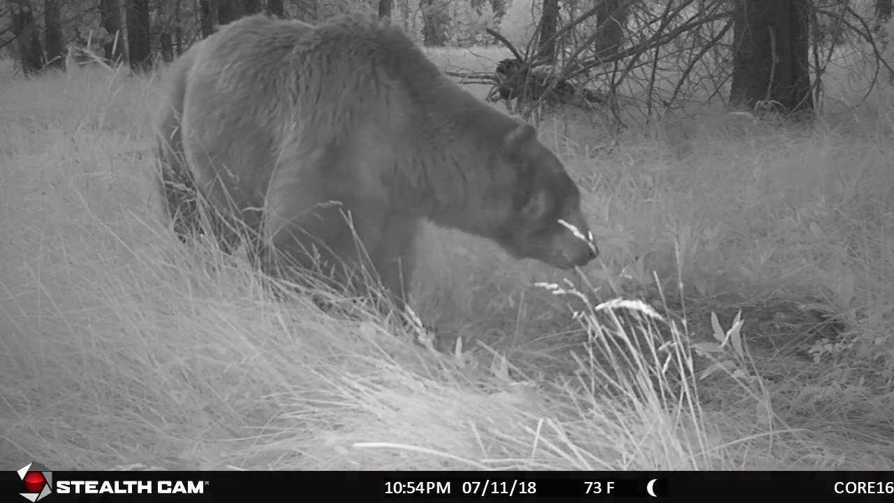 Bear visits trail camera in Lassen National Forest.