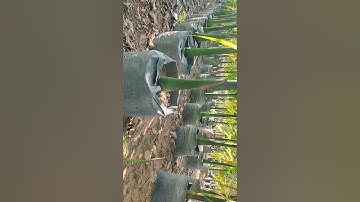 Cây cau ăn trầu cao 1,5m.0907780692