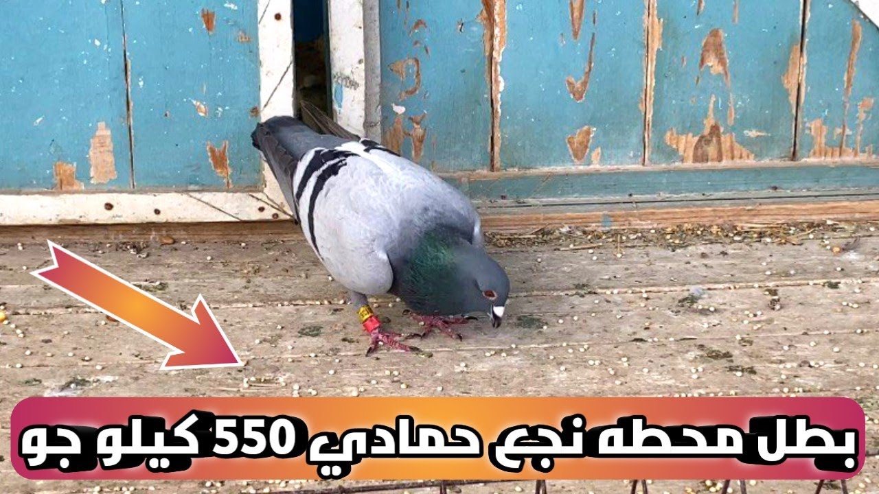 محطه الابطال سباق محطه نجع حمادي المركز الاول بفضل الله (سباق الحمام الزاجل)
