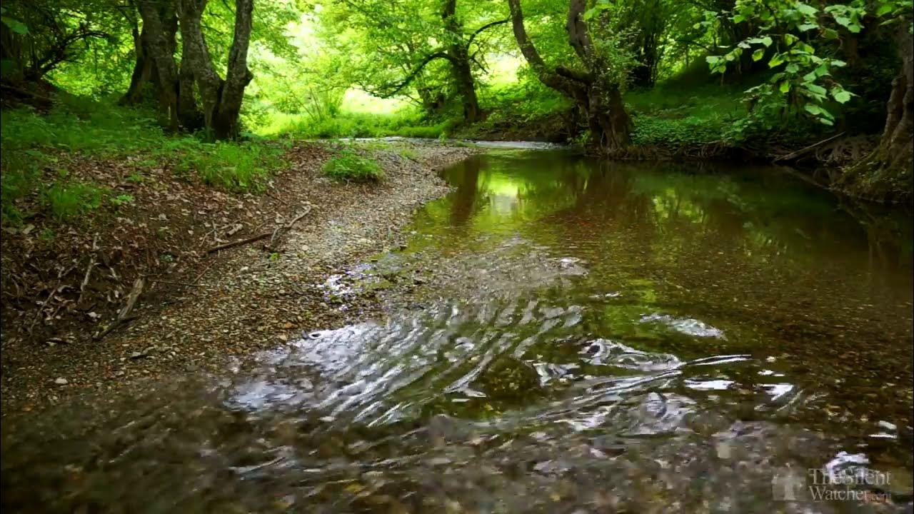 Побегу к реке. Бежит река. Звуки леса воды. 3 Д баннер Бегущая река. Звук реки самый приятный.