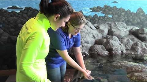 #OceanRunnerNH Introduces the Seacoast Science Center’s new Video Blog