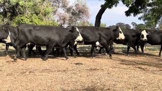 Willow Park 10x10 Cows & Calves