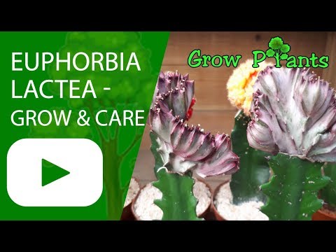 Euphorbia lactea - grow and care