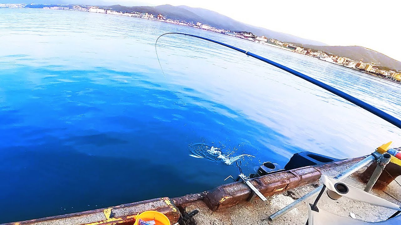 【北海道石狩湾・小樽釣り】大サバが始まった小樽港!!　2025.6.29　北国の生活（小樽港厩町岸壁、サビキ釣り、エギング、自動シャクリ機、夜釣り、投光器）