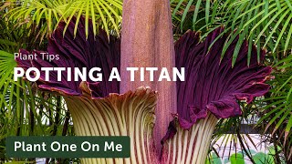 Repot an Amorphophallus titanum (Corpse Flower) — Ep. 247