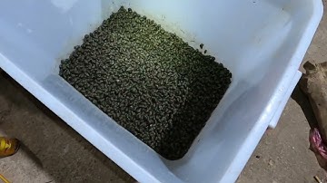 Hồ Câu Đập Quẫn - Trải Nghiệm Câu Cá Đêm Cùng Anh Em | HXL