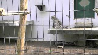 ユキヒョウ リアンの次なる挑戦は！~Snow Leopard