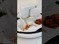 This feeding robot helps disabled people be more independent