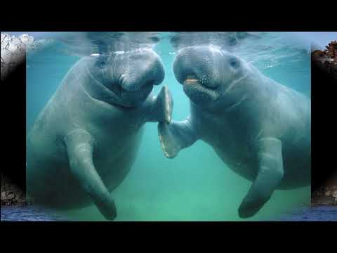 Окружающий мир 3 класс ч.1, тема урока "Природа в опасности", с.29-34, Школа России Окружающий мир 3 класс ч.1, тема урока "Природа в опасности", с.29-34, Школа России