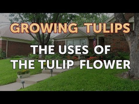 The Uses of the Tulip Flower