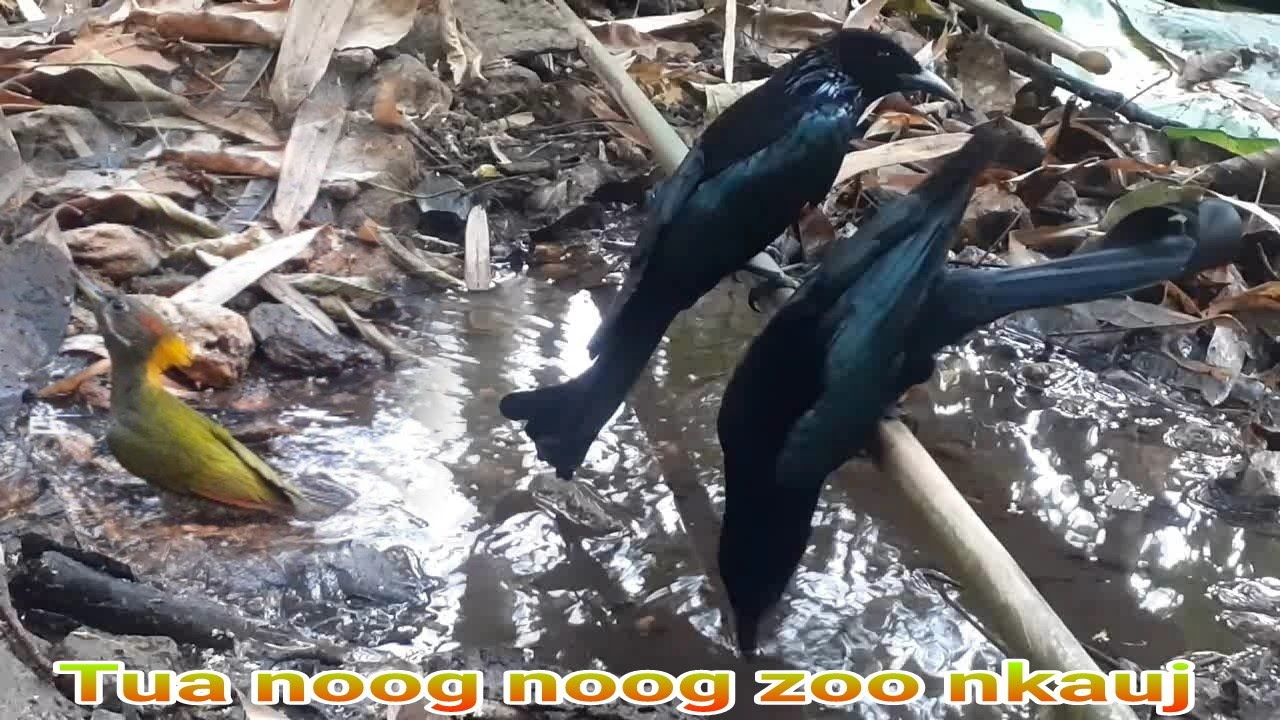 Tua noog haus dej da dej 2020