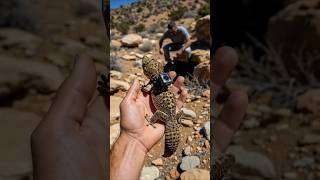 Micro Camera Shows the Lizard Secret Hunting Technique #Animals #POV  #aiwildlife #closeup