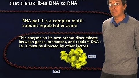 RNA Polymerase II - Robert Tjian (Berkeley/HHMI)