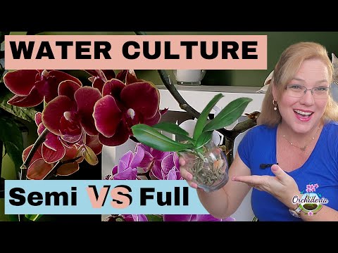 Semi Water Culture