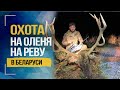 Охота на оленя на реву в Беларуси