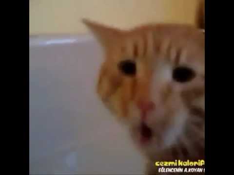 Davuuuut diye bağıran kedi!!(Konuşan kedi)