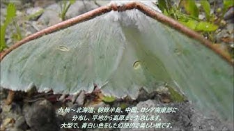 オオミズアオ Youtube オオミズアオ Youtube