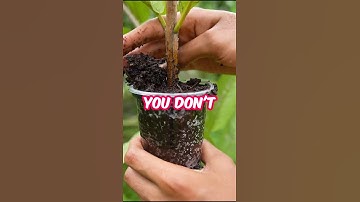 "Grow Guava Faster! Air Layering Secrets for Huge Harvests!"