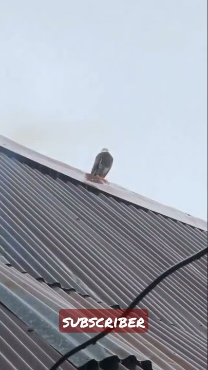 Video Burung Elang Viral Tiktok Terbaru 😱
