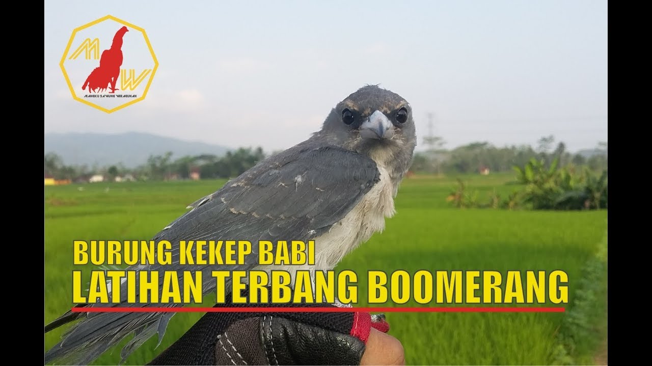 MELATIH BURUNG KEKEP BABI TERBANG BOOMERANG 